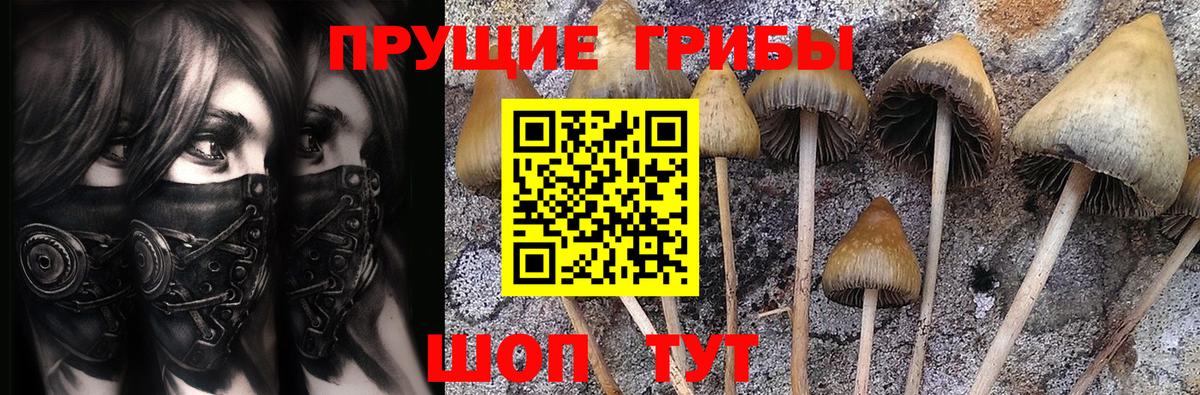 Псилоцибиновые грибы Psilocybine cubensis Волжск